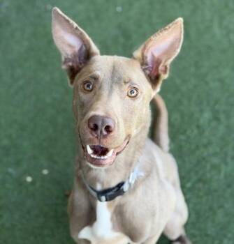 Boa -  Australian Kelpie Dog for Adoption in Sacramento, California - Boa | PetCurious