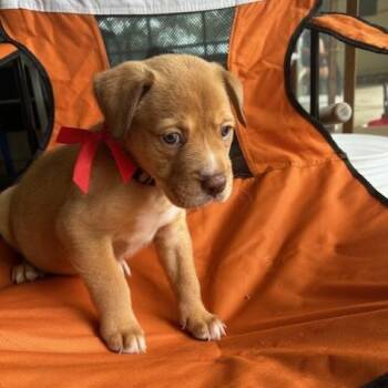 Cirrus -  Mixed Breed Dog Available for Adoption in Austin, Texas - Cirrus | PetCurious