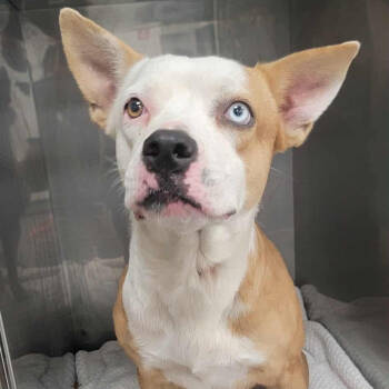 Rescue Pit Bull Terrier Dogs for Adoption in Bastrop, Texas - Duckie 25-10-187 | PetCurious