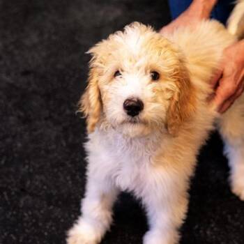 Standard Poodle Dogs Available for Adoption - Walnut | PetCurious