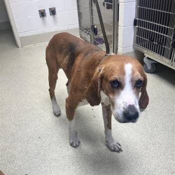 Rescue Hound Dogs for Adoption in Windsor, Virginia - Brute | PetCurious