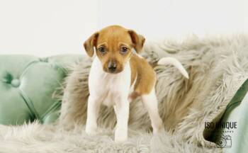 Rescue Dachshund Dogs for Adoption in Hobart, Wisconsin - Peter | PetCurious