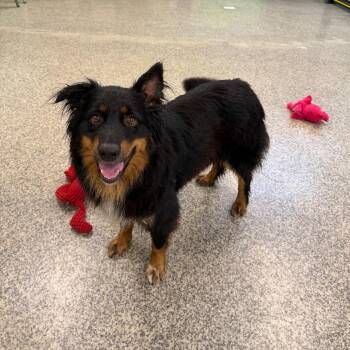 Lou Lou -  Australian Shepherd and Mixed Breed Dog for Adoption in Falls Church, Virginia - Lou Lou | PetCurious