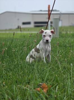 Pochahontas -  Catahoula Leopard Dog Dog for Adoption in Huntington, Indiana - Pochahontas | PetCurious