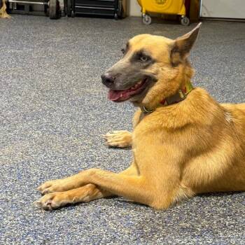 Jolie -  Belgian Shepherd Malinois Dog for Adoption in Duck River, Tennessee - Jolie | PetCurious