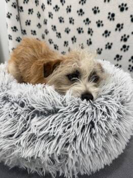 Terrier Dogs Available for Adoption in Brookings, Oregon - Maple | PetCurious