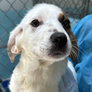 Queen - Butler Campus -  Cattle Dog Dog for Adoption in Flagstaff, Arizona - Queen - Butler Campus | PetCurious
