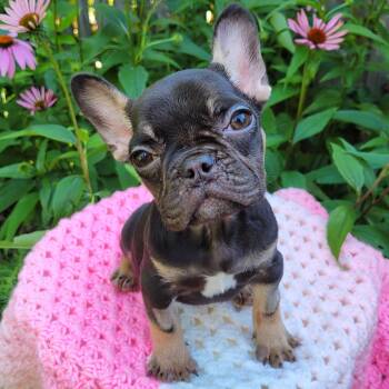 Freedom -  French Bulldog Dog for Adoption in Toronto, Ontario - Freedom | PetCurious
