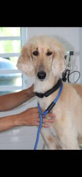 Rescue Afghan Hound Dogs for Adoption in Humacao, Humacao - Kharma | PetCurious