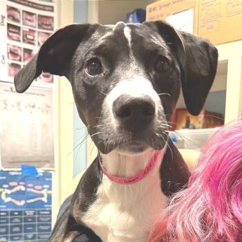 Mixed Breed Dogs Available for Adoption - Bells | PetCurious