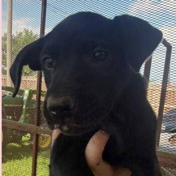 Alma -  Mixed Breed Dog for Adoption in Allentown, Pennsylvania - Alma | PetCurious