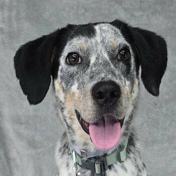 FOSTER NEEDED - Wiley -  Australian Cattle Dog Blue Heeler and Bluetick Coonhound Dog for Adoption - FOSTER NEEDED - Wiley | PetCurious