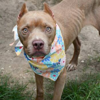 Cove -  Pit Bull Terrier Dog for Adoption in Beaumont, Texas - Cove | PetCurious