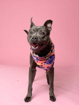 Pit Bull Terrier and Mixed Breed Dogs Available for Adoption in Atlanta, Georgia - Puma Pants | PetCurious