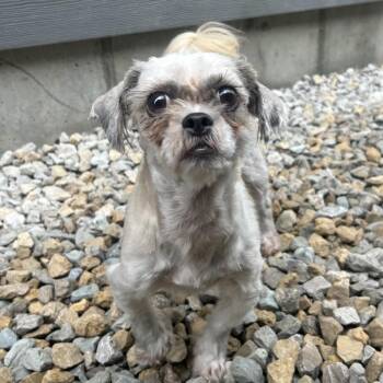 Maisie -  Shih Tzu Dog for Adoption in St. Louis, Missouri - Maisie | PetCurious