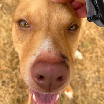Petunia -  Terrier and Labrador Retriever Dog for Adoption in Spring Hill, Kansas - Petunia | PetCurious