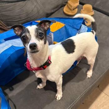 Honey -  Chihuahua Dog for Adoption in Roxbury Township, New Jersey - Honey | PetCurious