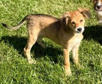 **KIWI** -  Australian Shepherd Dog for Adoption in North Prairie, Wisconsin - **KIWI** | PetCurious