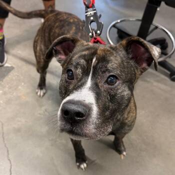 Rockey 2 -  Terrier Dog for Adoption in Tampa, Florida - Rockey 2 | PetCurious