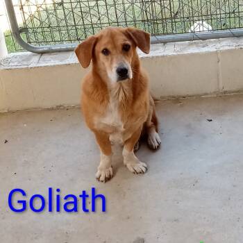 Rescue Mixed Breed Dogs for Adoption in Loxahatchee Groves, Florida - Goliath 9442 | PetCurious