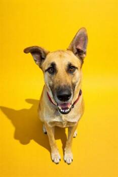 Mixed Breed Dogs Available for Adoption - HUNTER | PetCurious