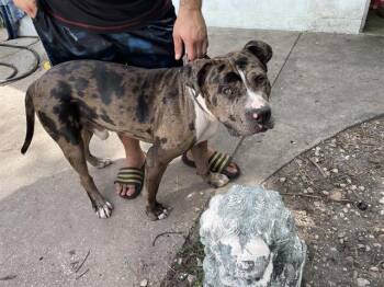 JACKIE -  Mixed Breed Dog for Adoption in Palmetto, Florida - JACKIE | PetCurious