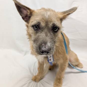 Wirehaired Terrier and Pit Bull Terrier Dogs Available for Adoption - 109 (2026) Minnie | PetCurious