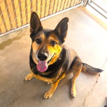 ZERO -  German Shepherd Dog and Terrier Dog for Adoption in Joshua Tree, California - ZERO | PetCurious
