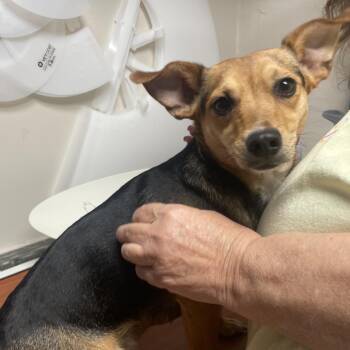 Terrier Dogs Available for Adoption in Uniontown, Pennsylvania - Carrie | PetCurious