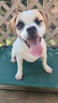 Rescue Beagle and Chihuahua Dogs for Adoption in Romeoville, Illinois - Jeannie *COURTESY POST* | PetCurious