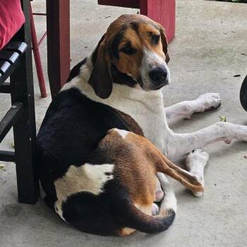 Coonie -  Treeing Walker Coonhound Dog for Adoption in Brooksville, Kentucky - Coonie | PetCurious