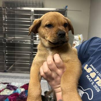 Rottweiler and Mixed Breed Dogs Available for Adoption in Greenville, South Carolina - Pinto Bean | PetCurious