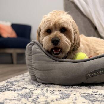 Charlie Bear -  Havanese Dog for Adoption in Pinellas Park, Florida - Charlie Bear | PetCurious