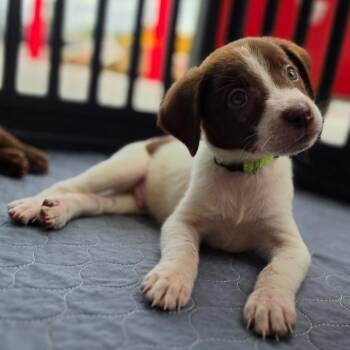 Snoopy -  Terrier and Border Collie Dog for Adoption in Poinciana, Florida - Snoopy | PetCurious