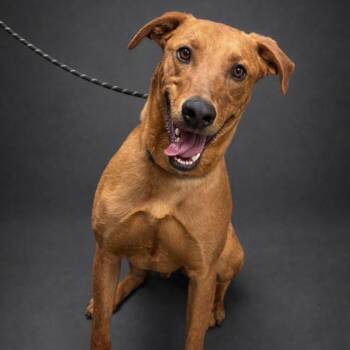 Mixed Breed Dogs Available for Adoption in Cheyenne, Wyoming - Tatum | PetCurious