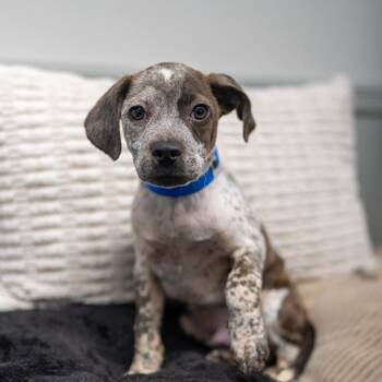 Rayon -  Labrador Retriever and Cattle Dog Dog for Adoption in Pawling, New York - Rayon | PetCurious