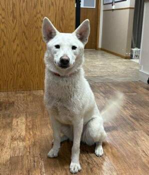 Rescue Husky and Shiba Inu Dogs for Adoption in Elbow Lake, Minnesota - Xena | PetCurious