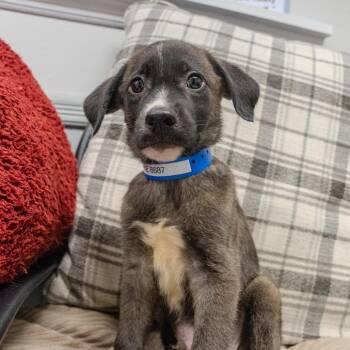 Luke Skywalker -  Labrador Retriever and Mixed Breed Dog for Adoption in Pawling, New York - Luke Skywalker | PetCurious