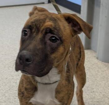 Boxer Dogs Available for Adoption in Des Moines, Iowa - Bernard | PetCurious