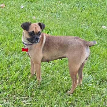 Tessa -  Pug and Chihuahua Dog for Adoption in Boulder, Colorado - Tessa | PetCurious