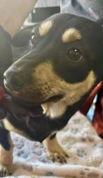 Miniature Pinscher and Mixed Breed Dogs Available for Adoption - Ralph | PetCurious