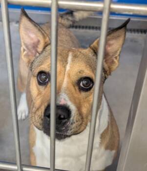 Rescue American Staffordshire Terrier and Mixed Breed Dogs for Adoption in La Harpe, Kansas - Minerva | PetCurious
