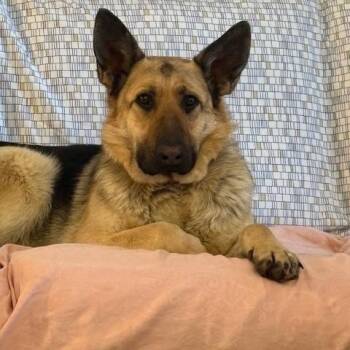 Mixed Breed Dogs Available for Adoption - Girly | PetCurious