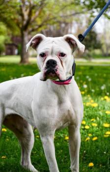 Boxer and Mixed Breed Dogs Available for Adoption in Yakima, Washington - Claressa Shields | PetCurious
