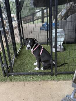 Bullwinkle -  Pit Bull Terrier Dog for Adoption in Aurora, Colorado - Bullwinkle | PetCurious