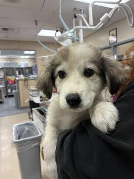 Sir Kettle Corn Crunchington -  Great Pyrenees and Border Collie Dog for Adoption in Pacifica, California - Sir Kettle Corn Crunchington | PetCurious