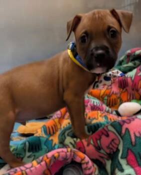 Forest -  Mixed Breed Dog for Adoption in Warren, Michigan - Forest | PetCurious