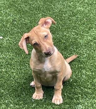 Rescue Terrier Dogs for Adoption in Sarasota, Florida - Debbie | PetCurious