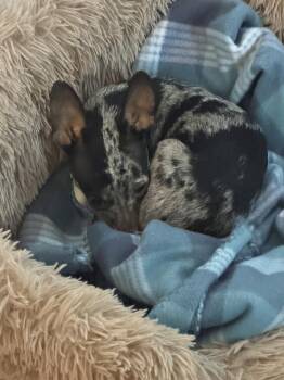 Sisal -  Dachshund and Chihuahua Dog for Adoption in Lakeland, Florida - Sisal | PetCurious