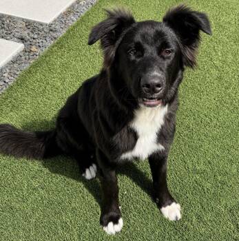 Benny -  Border Collie and Australian Shepherd Dog for Adoption in Mead, Colorado - Benny | PetCurious